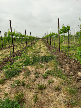 Servizi di impianto,gestione ed estirpo vigneti foto-22203