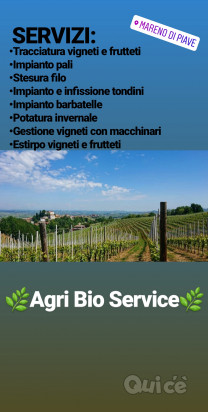 Servizi di impianto,gestione ed estirpo vigneti foto-4065