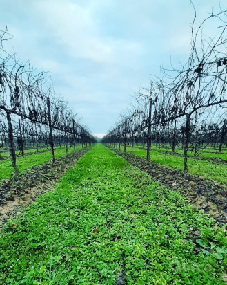 Servizi di impianto,gestione ed estirpo vigneti foto-22201