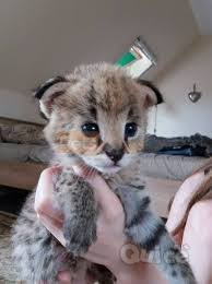  disponibili gattini Savannah e serval caracal e Ocelot foto-40661