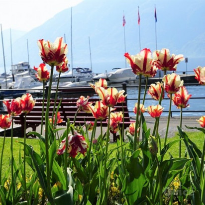 LAGO MAGGIORE & Isole Borromee foto-352049