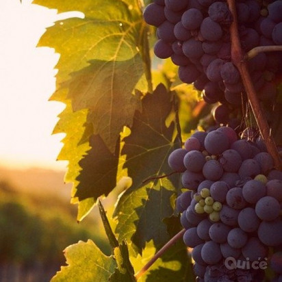 ISOLA del GIGLIO tra Gusto e Degustazione - 3 Giorni e 2 Notti foto-352060