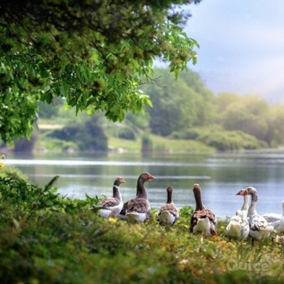 BATTELLO LAGO d'ISEO & MONTISOLA - 1 Giorno foto-352093