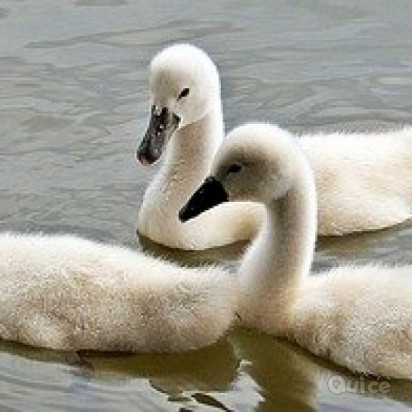BATTELLO LAGO d'ISEO & MONTISOLA - 1 Giorno foto-352094