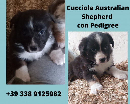 Cucciole Australian Shepherd Pastore Australiano foto-41163