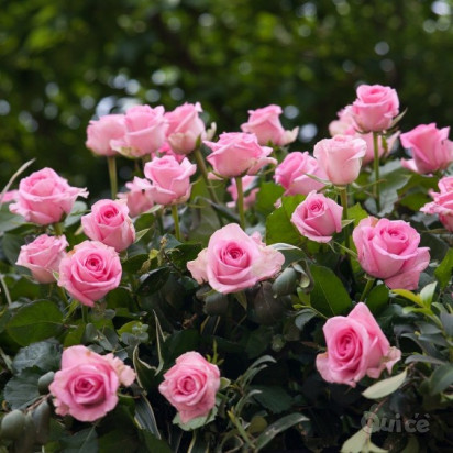 BORGHETTO, CASTELLARO & PARCO SIGURTA&rsquo; - 1 Giorno foto-354833