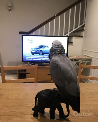 Grigi africani parlanti estremamente addomesticati foto-357033