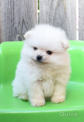 Vendo bellissimi cuccioli di Pomerania di razza pura foto-41772