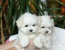  Cuccioli di maltese toy  foto-41774