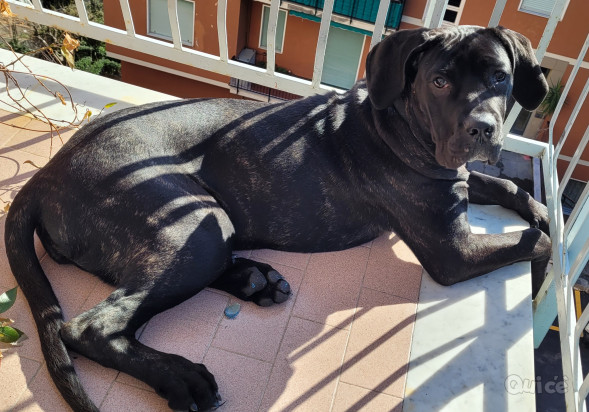Cucciola Cane Corso foto-358706