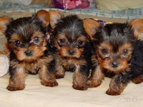 Disponibili fantastici cuccioli di yorkie foto-41839