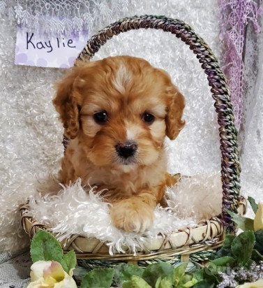 Cuccioli di maltipoo toy  foto-41898