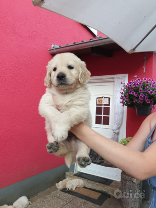 Cuccioli di Golden Retriever  foto-41899