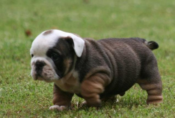 Cuccioli di bulldog inglese  foto-41900