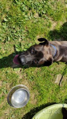 Regalo cane maschio incrocio metticcio/labrador molto socievole foto-42443