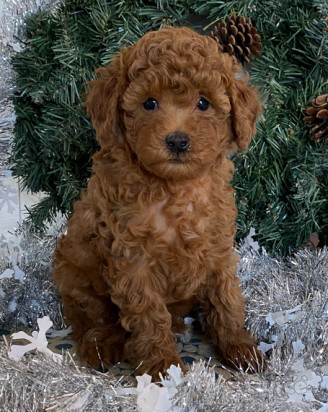 Regalo Barboncini cuccioli foto-42955