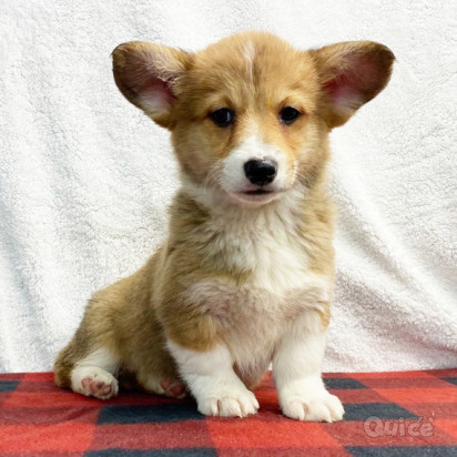 Pembroke Welsh Corgi cuccioli foto-42994