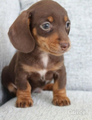 bassotti cuccioli foto-42996