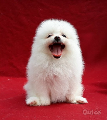 Regalo pomerania cuccioli foto-42997