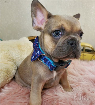 Regalo Bulldog Francese cuccioli foto-42998