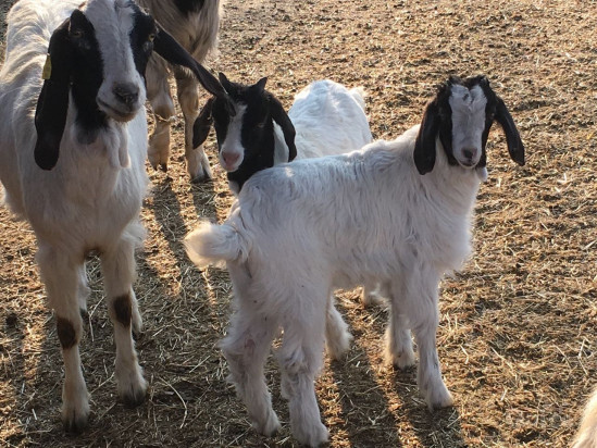 Capre di razza Maltese foto-368587