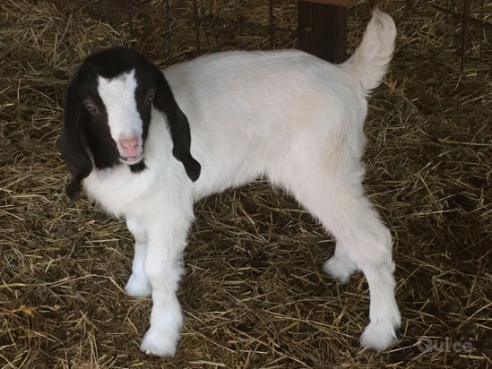 Capre di razza Maltese foto-43150