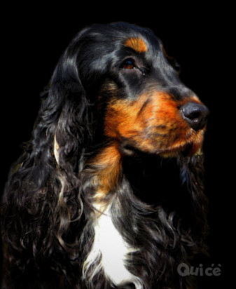 SPLENDIDI COCKER SPANIEL INGLESE foto-369935