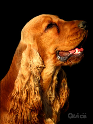 SPLENDIDI COCKER SPANIEL INGLESE foto-43414