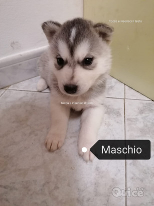 Siberian Husky foto-371784