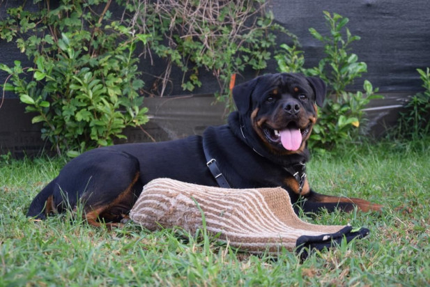 Disponibile rottweiler per accoppiamento foto-43620