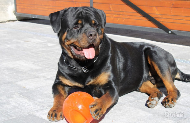 Disponibile rottweiler per accoppiamento  foto-371786