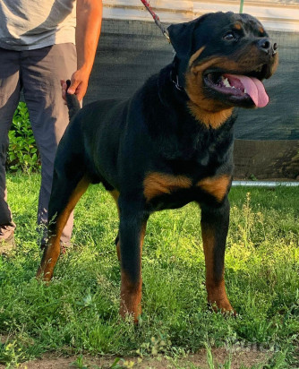 Disponibile rottweiler per accoppiamento  foto-371788