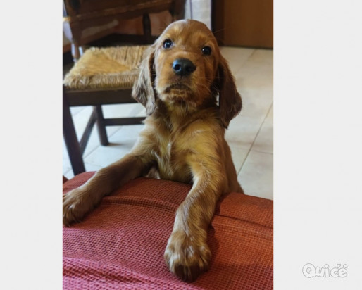 Cuccioli setter irlandese foto-375461