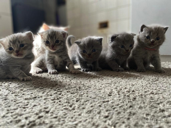 Cuccioli gattini Scottish Fold e Stright foto-375802