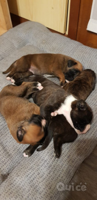 Cuccioli Boxer foto-378709