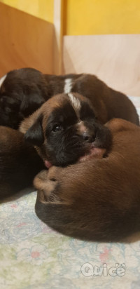 Cuccioli Boxer foto-44236