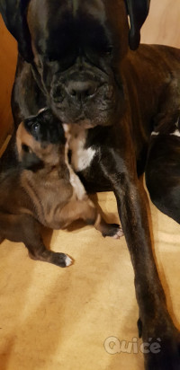 Cuccioli Boxer foto-378710
