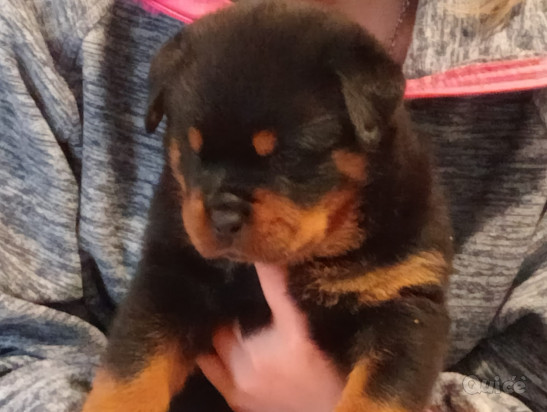 Cuccioli rottweiler  foto-380464