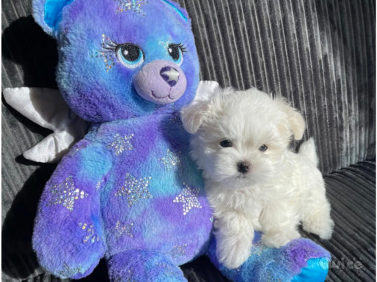 DISPONIBILI CUCCIOLI DI MALTESE TOY foto-383662