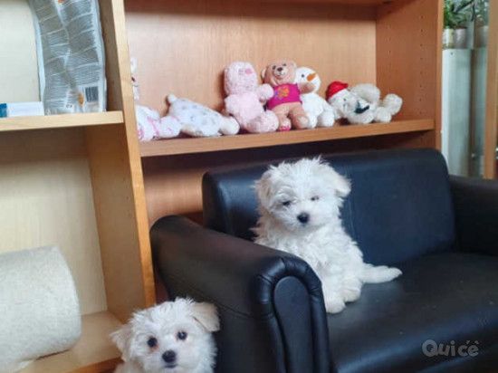 DISPONIBILI CUCCIOLI DI MALTESE TOY foto-383661