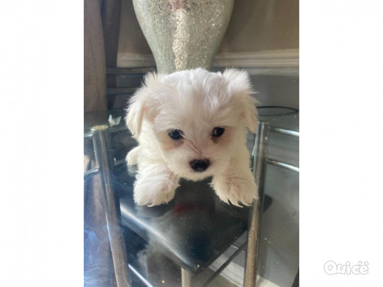 DISPONIBILI CUCCIOLI DI MALTESE TOY foto-383965