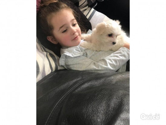 DISPONIBILI CUCCIOLI DI MALTESE TOY foto-44870