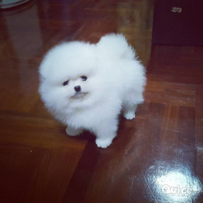 Pomerania Età 3 mesi foto-383972