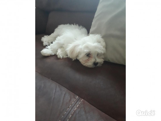 MALTESI TOY DI COLORE BIANCO foto-384027