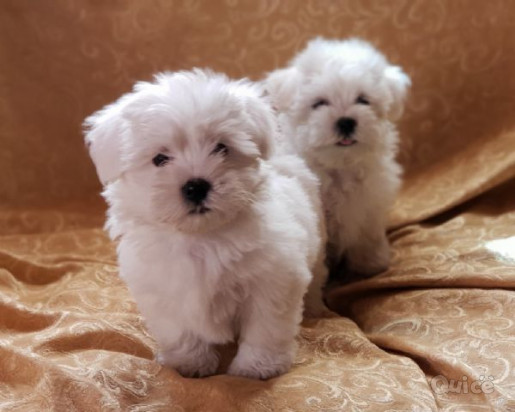 CUCCIOLI DI MALTESE MINI TOY foto-384418