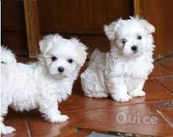 CUCCIOLI DI MALTESE MINI TOY foto-384415