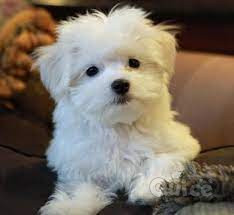 CUCCIOLI DI MALTESE MINI TOY foto-384417