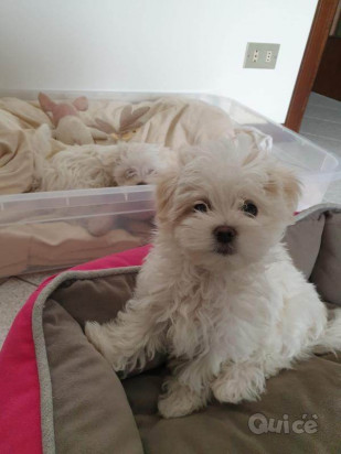 Cuccioli di maltese purissimi 3 mesi foto-386553
