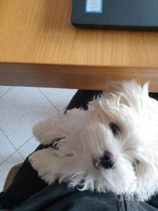 Cuccioli di maltese purissimi 3 mesi foto-45214