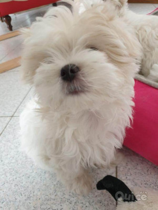 Cuccioli di maltese purissimi 3 mesi foto-386551